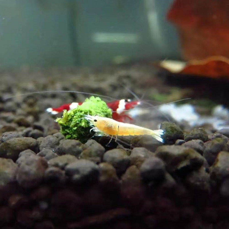시금치 새우 사료, 관상용 새우 먹이, 시금치 스틱,  - Aquarium Fish Vitamin 리뷰 및 가격